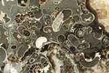 Polished Ammonite (Promicroceras) Section - Somerset, England #211328-2